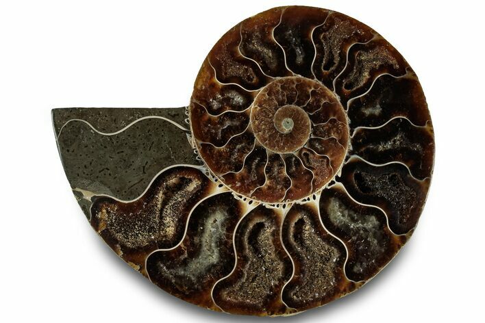 Cut & Polished Ammonite Fossil (Half) - Madagascar #323295